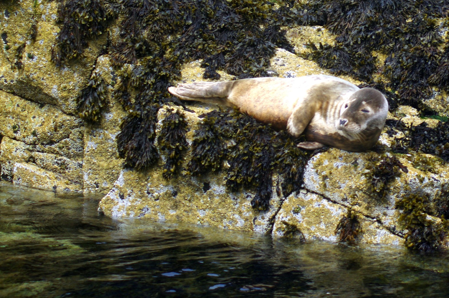 A seal disturbed from its nap